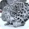 Эмодзи 005