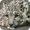 Emoji 036