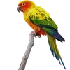 Emoji 006