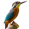 Emoji 007