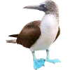 Emoji 009