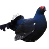 Emoji 013