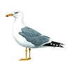 Emoji 017