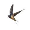 Эмодзи 051