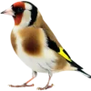 Emoji 068