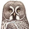 Emoji 069