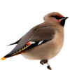 Emoji 070