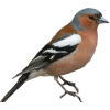 Emoji 071