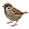 Emoji 072