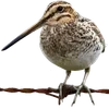 Emoji 075