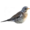 Emoji 079