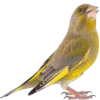 Emoji 082