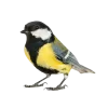 Emoji 085