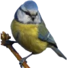 Emoji 089