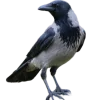Emoji 096