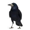 Emoji 097