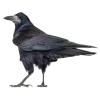 Emoji 098