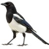 Emoji 104
