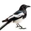 Emoji 105