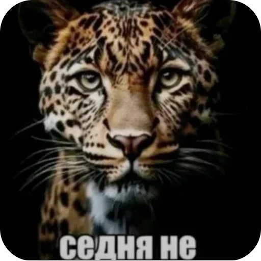 Стикер 038