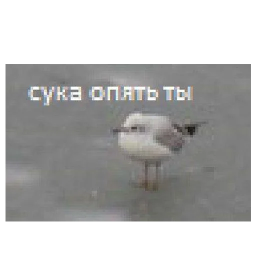 Стикер 097