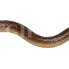 Emoji 015