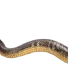 Emoji 026