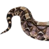 Emoji 029