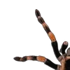 Emoji 044