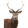 Emoji 051