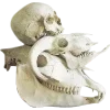 Emoji 007