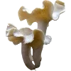Emoji 036