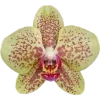 Emoji 081