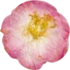 Emoji 010