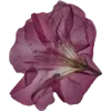 Emoji 013