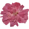 Emoji 015