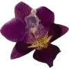 Emoji 017