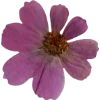 Emoji 019