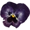 Эмодзи 025