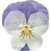 Emoji 026