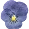 Emoji 031