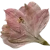Emoji 035