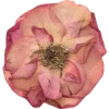 Emoji 036