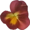 Emoji 043
