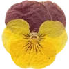 Emoji 053