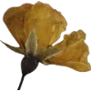 Emoji 054