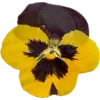 Emoji 055