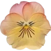 Emoji 060