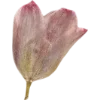 Emoji 062