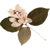 Emoji 075